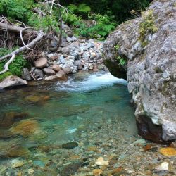 渓流釣りでクマと遭遇 ～九頭竜川水系～
